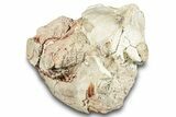 Fossil Oreodont (Leptauchenia) Partial Skull - South Dakota #284207-6